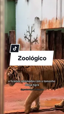 TURISTANDO EM GOIÂNIA COM R$ 5,00 😱🐒🐆🦩 Passeio incrível para curtir em Goiânia, o @zoogoiania conta com um espaço amplo e bem bonito. O zoológico abriga mais de 450 aves, mamíferos e répteis de 122 espécies diferentes, tanto da fauna brasileira como exótica.  🎫 Valores dos Ingressos: ✔️Inteira: R$ 5,00 ✔️Meia-entrada: R$ 2,50 – Idosos com 60 anos ou mais, estudantes com a Carteira de Identificação Estudantil (CIE), jovem de baixa renda devidamente identificado, professores das redes estadual e municipal de ensino, doadores de sangue habituais, devidamente identificados. ✔️Isenção: Crianças com até 05 anos, pessoas com deficiência e acompanhante. ⏰ Funcionamento do Parque Zoológico: ✔️Quarta a domingo - 08h30 às 17h, com compra de ingressos e entrada até as 16h. 📍Lago das Rosas, Setor Oeste Goiânia. Já envia para quem vai adorar essa dica de passeio!