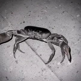 yo this crab did not need to go this hard #CapCut 