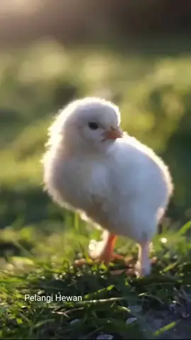 #Animals_sound#wildlife #dogs #goat #donkey #horse #game #animation #kids #catsoftiktok #muhmmad09870 