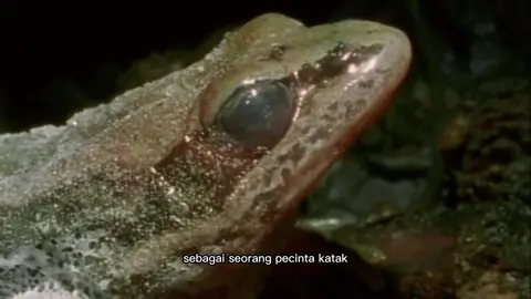 katak kayu alaska #katak #katakbhizer #kodok #foryou #alammasbro 