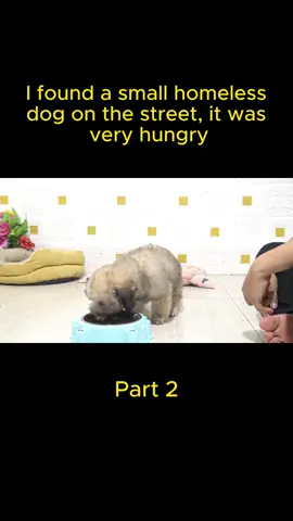 The change of the puppy after being rescued #recuedogs #dogs #rescuedog 