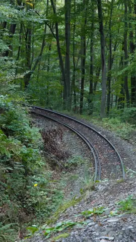 The midday train on the Harzer Schmalspurbahn HSB running up hill just after leaving the station Steinerne Renne. The HSB is a narrow gauge network operating mostly steam trains on a regular time table in the Harz mountin range in central Germany. #narrowgauge #steamtrain #harz 