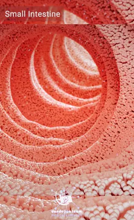 Small intestine  All rights reserved. Dandelion medical animation  #dandelionteam #smallintestine 