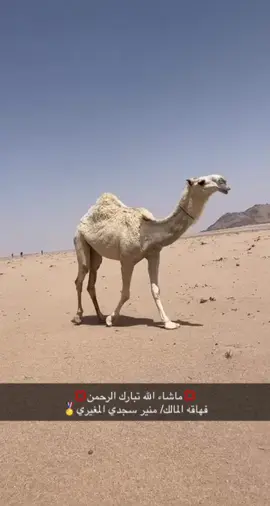 #فهاقه #dancewithpubm #tiktok #foryou #viral #explore #pov #الوضحا_الشناح 