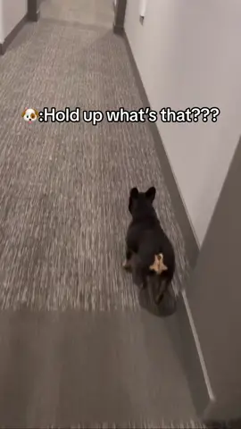Dog gets spooked after seeing halloween decoration on door 🤣 #petvibez #funnypets #dogsoftiktok #frenchbulldog #funnyfrenchie #petvideos #funnyanimals #animalsoftiktok#fypシ #explore #LordJesus
