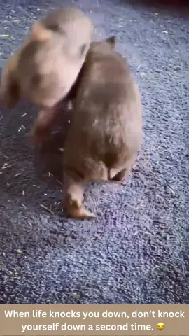 It’s a hard knock life when you’re a wombat! 😂❤️ #fail #animalfails #wombat #wombats #animallove #lol #animals #funnypets #pet #nature #cute #funnyanimals #adorable #pets #animal #cutepetclub #adorableanimals #familyfriendly #socute #animalvideosforkids #kidfriendly #cuteanimals #cutepet #funnymemes #animalmemes #amusinganimals #trending #viral #kidfriendlycontent #animaltok 