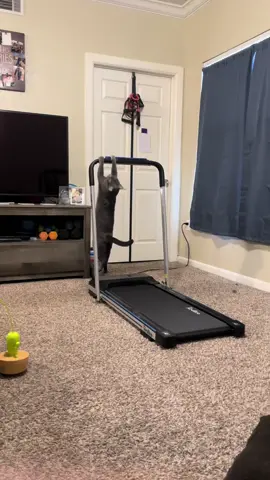 When the cat is better at doing pull-ups than you are #catsoftiktok #catworkout 