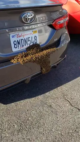 Honey bee swarm on a car! #insects #honeybee #car #nature #viral #foryou
