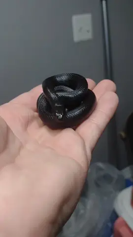 new little lady here! little Mexican black kingsnake #mbk #mexicanblackkingsnake #black #mexico #kingsnake #kingsnakesoftiktok #blacksnake #snakesoftiktok #colubrid #colubridae #reptile #reptilekeeper #reptilesoftiktok #herp #herptok #PetsOfTikTok #pet #foryoupage #foryou #fyp 