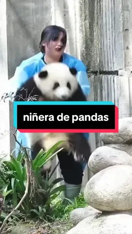 Quiered ser niñera de pandas ? #panda #pandananny #animales 