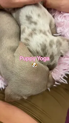 Puppy Yoga in London 🥹 #yoga #puppyyoga #puppyyogalondon #londonweekend #fyp #puppylove 