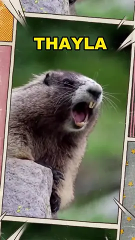 Thayla #Thayla  @danyramos129
