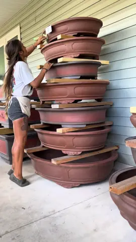 Our XL collection of XL Chinese Bonsai pots!! #bonsai #trees #fyp #foryoupage #foryou #pots #florida #swfl #plantsoftiktok 