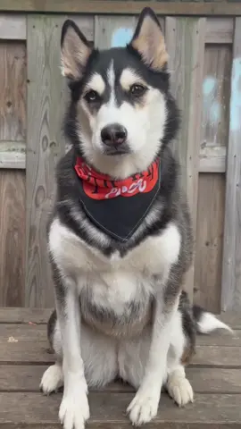 This husky hopes you have a great day!😘