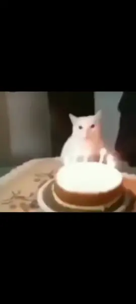 #fyp #cat #birthdaycat #meme 