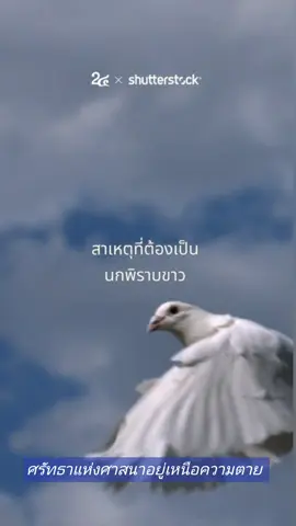 #เหตุเกิดที่รัฐฉาน #เด็กชายรามี่ #พงษ์สิทธิ์คำภีร์ #นกพิราบ #สันติภาพ #เด็กชายรามี่ 