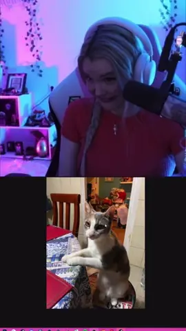 Mi pucca preciosa, la amo mucho uvu #aroyitt #aroyittclips #clips #gatos #fyp #parati 