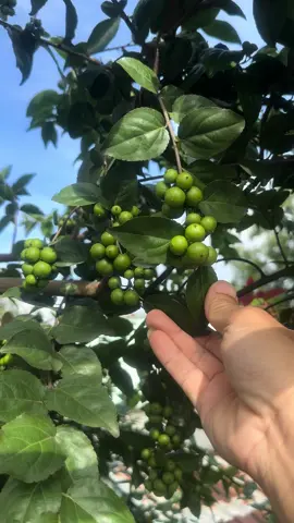 Hồng quân đài loan trái chùm  giống mới cực ngon 