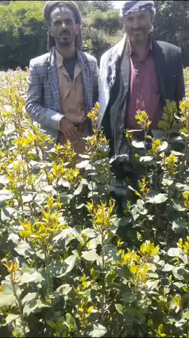 ابو عز ال ين -من قلب الحدث-الصين-امريكا -اليمن -فلسطين-#طوفان #مشاهدات #اكسبلور #غزه 