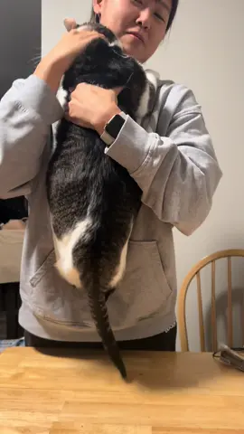 Leo ate the dance lol😹😹 - #cat #waterdance #waterdancechallenge #catdance #catsoftiktok 