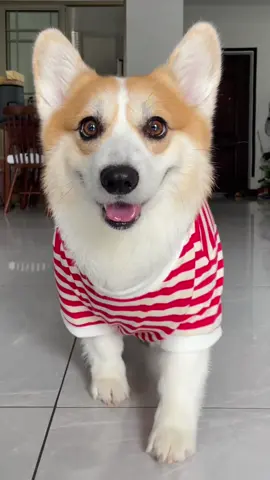 #dog #corgi #corgipuppy 