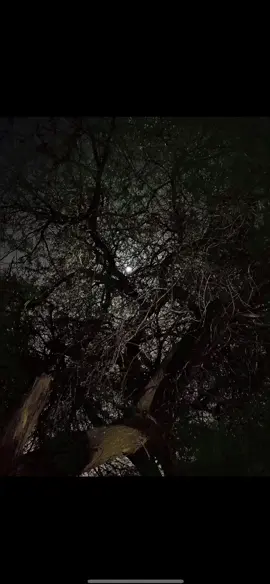 قالو حبيبك يسمع الشعر قلت إيه