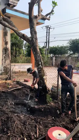 Đào cây từ mùa xuân đến tận mùa hè, từ khi cây ko có lá đến lúc đã phủ xanh#câycảnh #sânvuondep #câybưởi #47daklak 