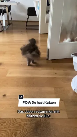 Wir waren danach natürlich beim Tierarzt und es ist zum glück alles gut!! Immerhin wird es nie langweilig🥲 #katzen #funny #pov #cats #funnycat  