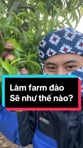 Mọi người theo dõi hành trình trái đào cùng Hùng nha ❤️ #conghunghan #conghung462 #visauc #HAN #visa462 #conghunglamfarm 