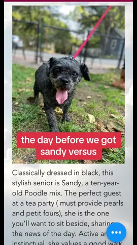 i cant believe its been almost a whole year of SANDY! #seniordogs #corporategossip #nitetoast 