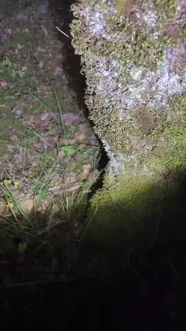 Possédé par un démon dans une forêt hantée ! 1er part #chasseurdefantomes #jery #enqueteparanormale #demon #possede #urbexfrance #viral #hdtiktok #france #foryou #tiktok 