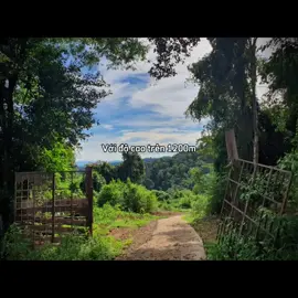 MD21 - Măng Đen, cao nguyên đại ngàn ôm ấp và chữa lành bao tâm hồn rạn vỡ. #dulichmangden #dulich #mangden_kontum #mangden #dulichmangdenkontum2023 