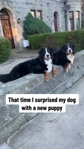Name a better duo 🥹 (@Sarah Clark) #bernesemountaindog #surprise #puppy #howitstartedvshowitsgoing 