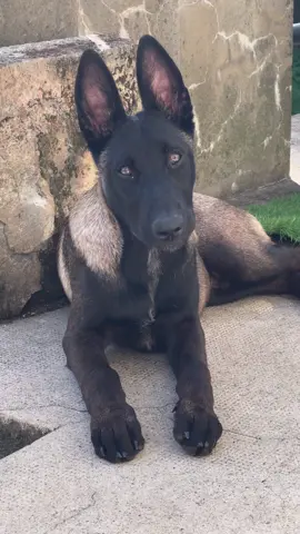 Le King 🔥🔥🔥  #malinoi #malinois #malinoisdog #malinoisoftiktok #malinoispuppy #malinoislovers #belgianmalinois #dog #dogsoftiktok #dogs #doglover #puppy #puppylove #puppylove #puppytiktok #pourtoi #parati #foryou 