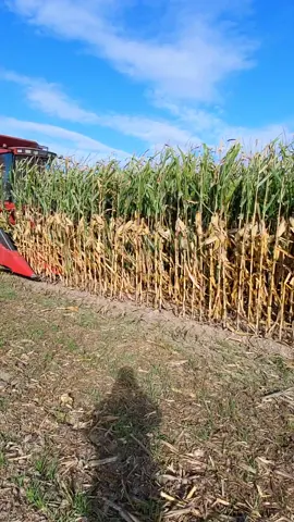 Corn harvest is here!!#case#corn#fyp#combine#farming#plantpioneer#farmer#cornharvest#cornharvest2023 