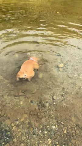 Walter can get a little frustrated when he pick up a particular rock in the river 😂 #frenchbulldog #frenchie #frenchiesoftiktok #frenchbulldogs 