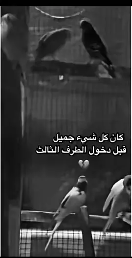 🥀🖤