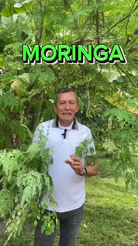 MORINGA el súper alimento o que debes conocer.