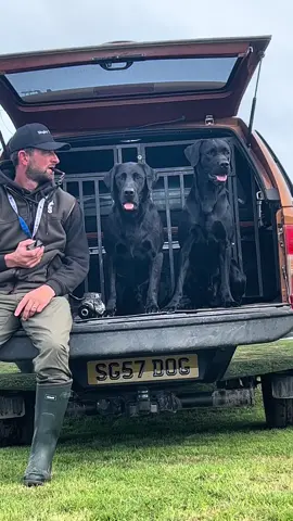 Hunter and Storm #labradorretriever #chocolatelab #foxredlab #yellowlab #blacklabsquad #training #teampureflax #gundogtrainer  #slingleygundogs #pickingupteam  #instavideo