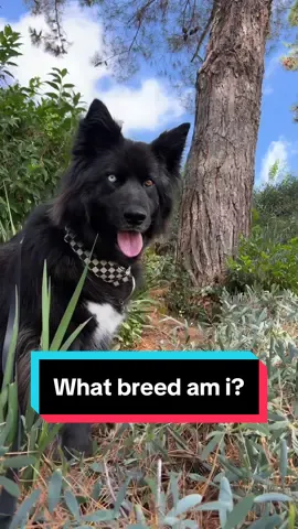 @basepaws Dog Breed & Health DNA tests screen hundreds of markers, giving you an accurate look into the health risks and breed traits of your dog. The process is incredibly simple - just take a sample, seal it up and send it and @basepaws  DNA results are delivered to your online Basepaws account. I cannot wait to see what I may be able to learn about Hati and any potential risk factors so that I can address them early, if needed.  I’m eager to see what breeds Hati is. What breeds do you think he is? Please let me know in the comments! . . . #ad #dogdnatest #dnatestfordogs #basepaws #basepawsdnatest #mixedbreed #whatbreed #dnadogtest #doghealthtest #dogdna #adoptdontshop #mutt #doggenetictest #huskymix #gsdmix #muttsofinstagram #rescuemutt#germanshepherdmix #dogsofinstagram