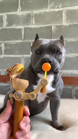 Aquele Brinquedo 😆