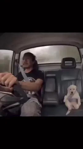 Damn this hits 🥲 #feelings #memories #dog #puppy #fyp #foryou #happy #inthefeels #longdrive #truck #lookback #asian #family #dogsoftiktok #shotgun 