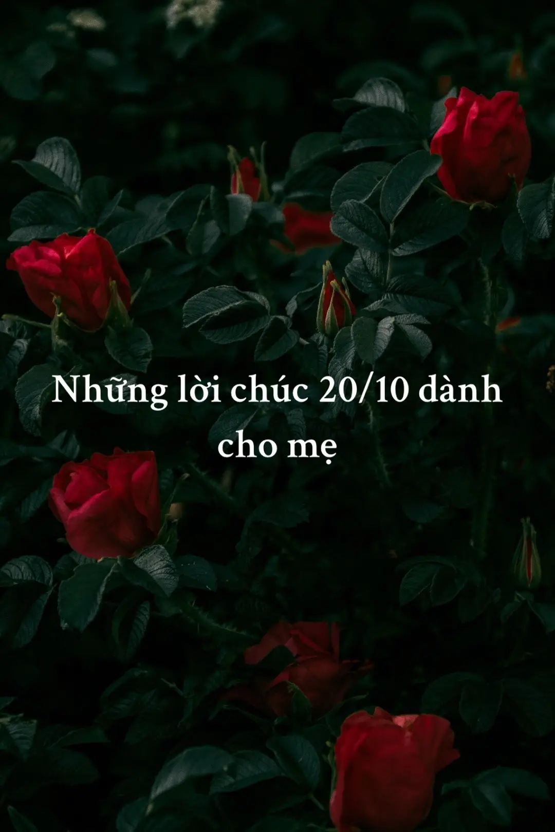 #stt #stthaymoingay #xuhuongtiktok 