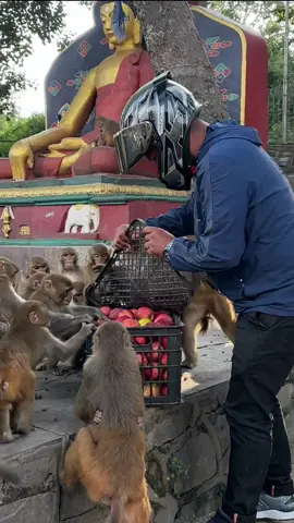 monkey enjoying with box of apple #feedinganimal 