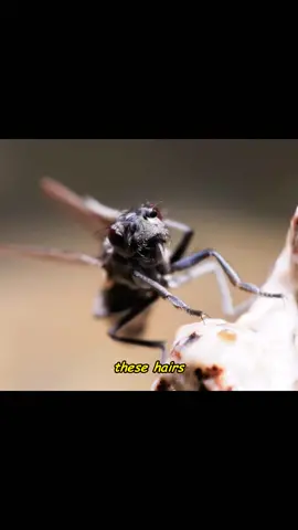 Flies can breathe underwater? That's amazing!🤩🤩🤩#animal #anmals #foryou #foryoupage #fyp 