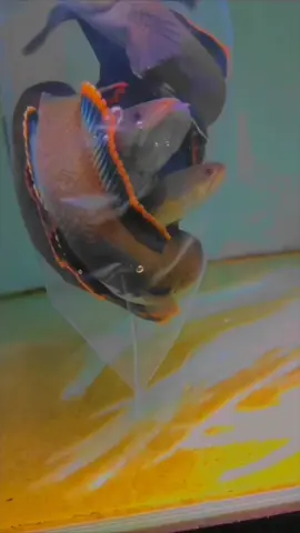 kualitas nya istimewa yaa bosku murahh pastinya bosku manfaatkan stoknya yakk #CapCut#limbatawc #channalimbatawc #channastewartikarbianglong #channa #channaandraoindonesia #channalimbata #channaindonesia #channaasiaticawhitespot #fyp 