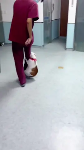 What happened when the cat attacked the attending physician?#catsoftiktok #catvideo #fyp #cat 