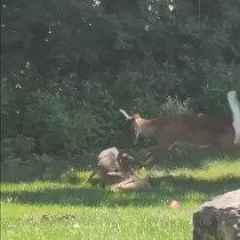 dog vs deer#tiktok #wild #animalworld #wildanimals 