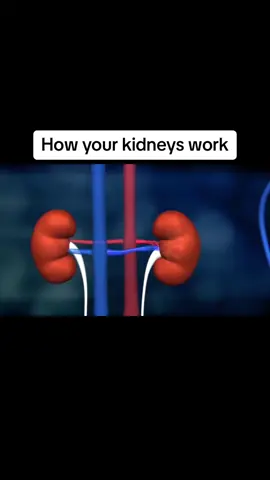 Better not sell mine…🤯 #howitworks #howitsmade #kidney