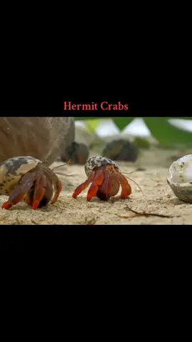 Hermit🦀Crabs🦀Changing Shells #teamwork #underwateradventure #fish #crab #water #sea #ocean #fyppppppppppppppppppppppp #cute #trend #viral #documentary #wildlife #wild #fyp #fypシ #fypシ゚viral #hermit #hermitcrab #trees #chill 